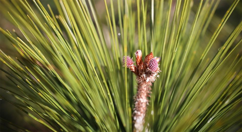 Close up of a young pine cone flower