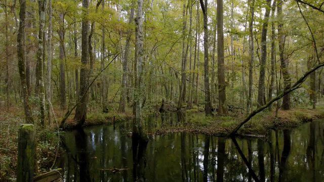 Biodiversity in Rayonier Forests