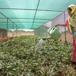 Person watering plants 