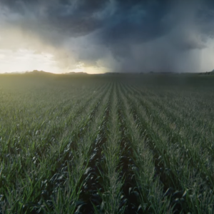 crop field