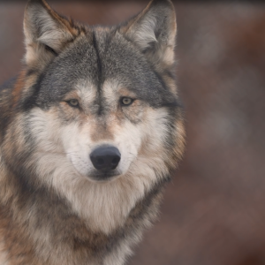racking stress in wolves