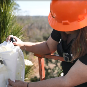 A person on a lift collecting a pollination bag from a pine tree.