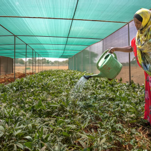 Person watering plants 