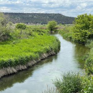 landscape of a stream with greenery on the banks. A hill in the distance.