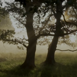 Trees shown with light behind it.