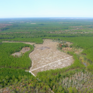 overview photo os forest