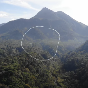 Thumbnail - Video - An Audacious Plan to Save the Worlds's Most Vital Forests