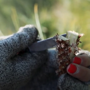 hands preparing to graft