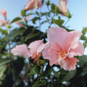 Flowers