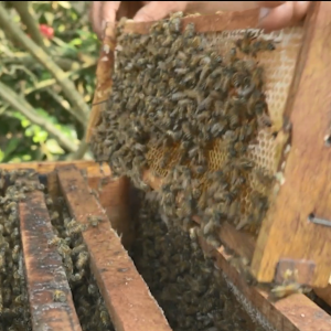 A beekeeper holding a block of honeycomb with bees on it.