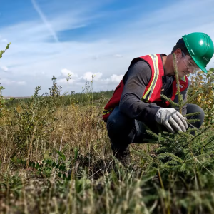 Person checking tree seedlings