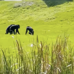 Three chimps walking in the grass