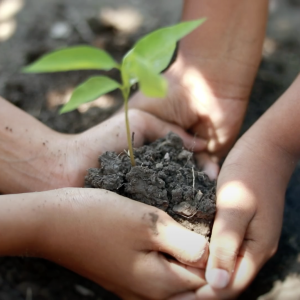 Two people planting a seedling