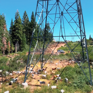 Hungry goats help Southern California Edison reduce the wildfire risk in the Sierra Nevada.