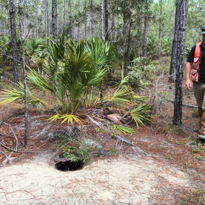Blake walking up to a tortoise burrow.