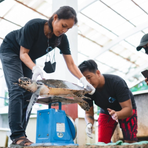 Two people weight a sea turtle as others watch on