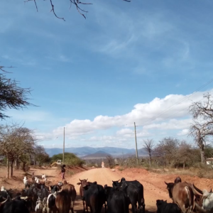 Cattle walking down a dirt road