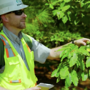 Will Ricks looking at a tree