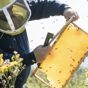Beekeeper 