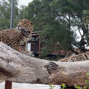 Leopard stood on a piece of wood near a branch