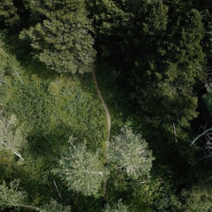 birds eye view of forest