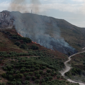 Wild Fire