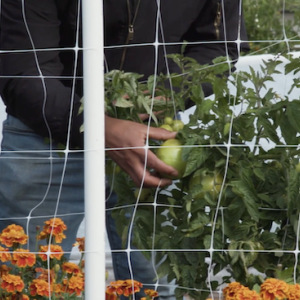 Person shown harvesting tomatoes in a garden.