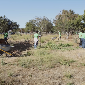 AMD employees volunteering outside