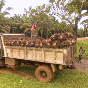 Ugandan Farmers farming oil palm trees