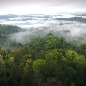 Aerial view of a lush forest with spots of fog.