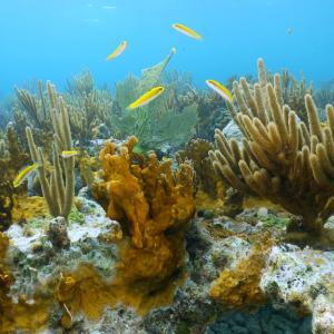 Coral reef