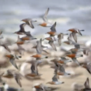 a flock of birds mid-flight