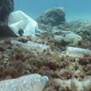 Plastic bottles on the floor of a shallow body of water.