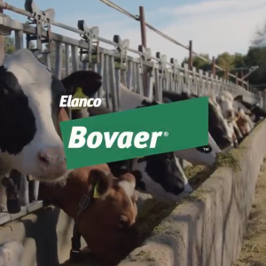 cows eating 