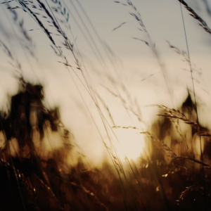 Field at sunset