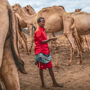 A farmer with a herd of camels