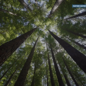 Trees from below