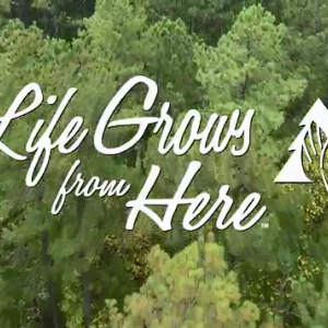 "Life Grows From Here" over an aerial view of a forest.