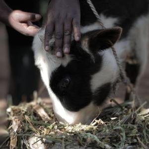 Last Mile at Lake Naivasha, Kenya