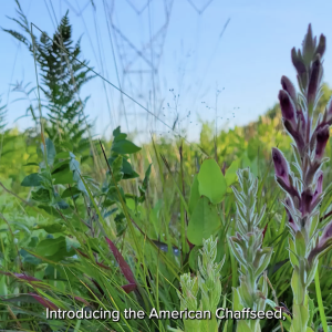 American Chaffseed