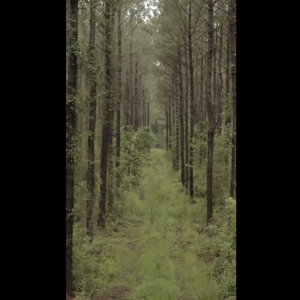 Path through the forest
