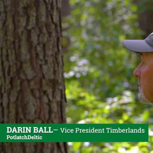 Vice President of Timberlands