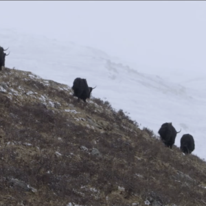 Animals walking across cloudy hilltop