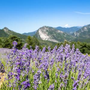 A field of lavender blooming.