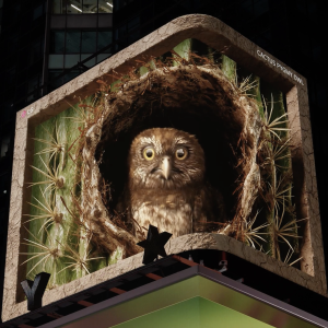 pygmy owl on large screen
