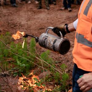 According to the newly released 2024 Sustainability Report on TIG’s core North America portfolio, more than 8,000 acres of Caddo Sustainable Timberlands  – TIG’s platform company in Texas – have been treated with prescribed fire, doubling the original target and demonstrating both commitment and scalability.