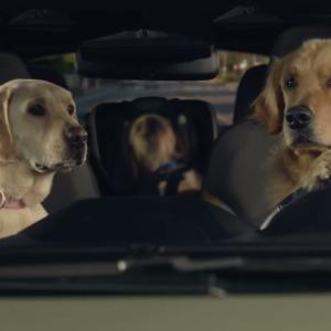 dogs driving a car