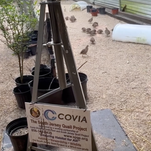 Quail Conservation at Covia’s Dividing Creek Plant