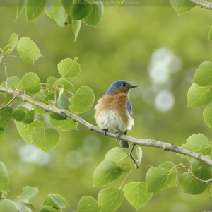 bluebird in a tree