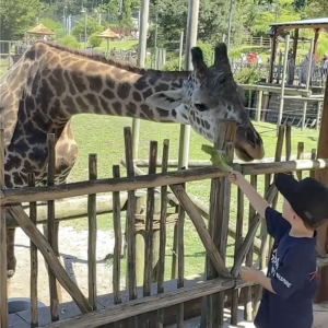 Child feeding giraffe at the zoo